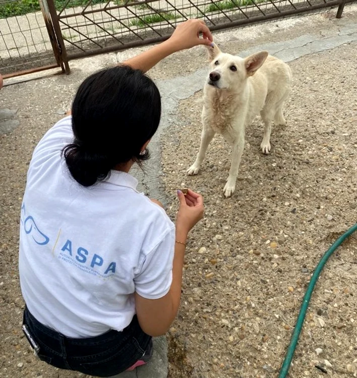 Câinii primesc și recompense din partea voluntarilor
