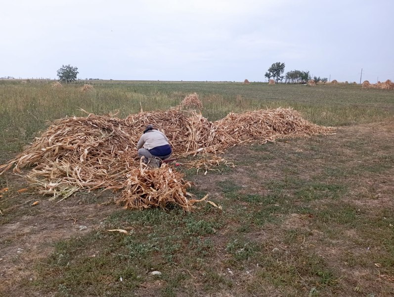 Cum s-a schimbat viața țăranilor transformați în prestatori casnici. ”Parcă ești patron la tine pe firmă. Dacă ai chef muncești, dacă nu, nu”