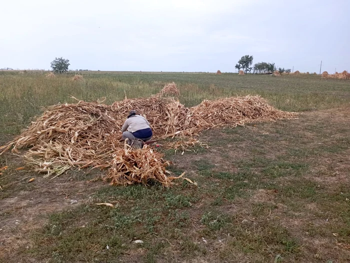 În mediul rural este nevoie de ajutor la muncile câmpului FOTO Cosmin Zamfirache