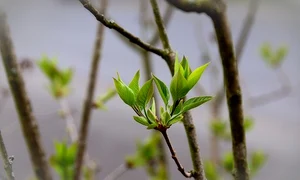 leaves 4112335 640 jpeg