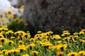 dandelion 3494398 640 jpeg
