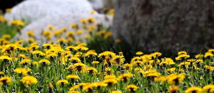 Păpădia se poate folosi pentru tratarea mai multor bolifoto: pixabay.com