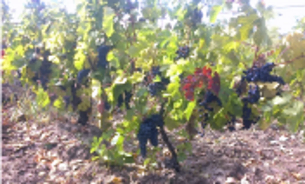 Producţia de struguri este una bună în acest an FOTO arhivă Adevărul