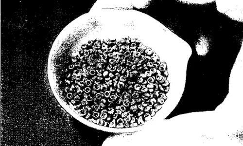 Seleniul, mineralul benefic pentru sănătate, ajuns la peste 200 ani de istorie  jpeg