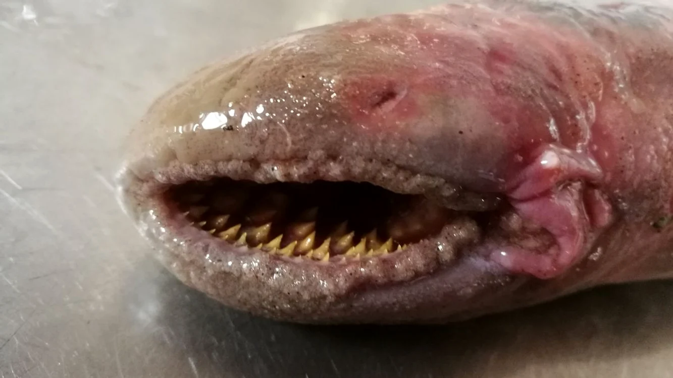 Un biolog, Jarco Havermans, a descoperit o specie rară pe plaja olandeză Texel- lampreda de mare