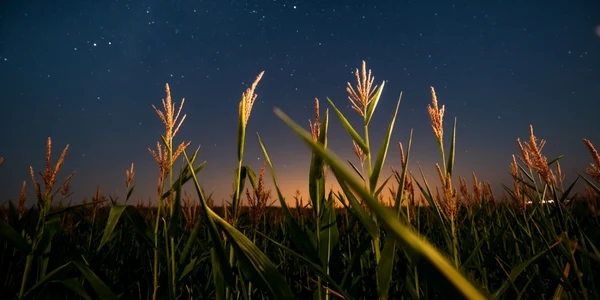 cer stele planete FOTO Shutterstock