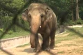 elefant jpeg