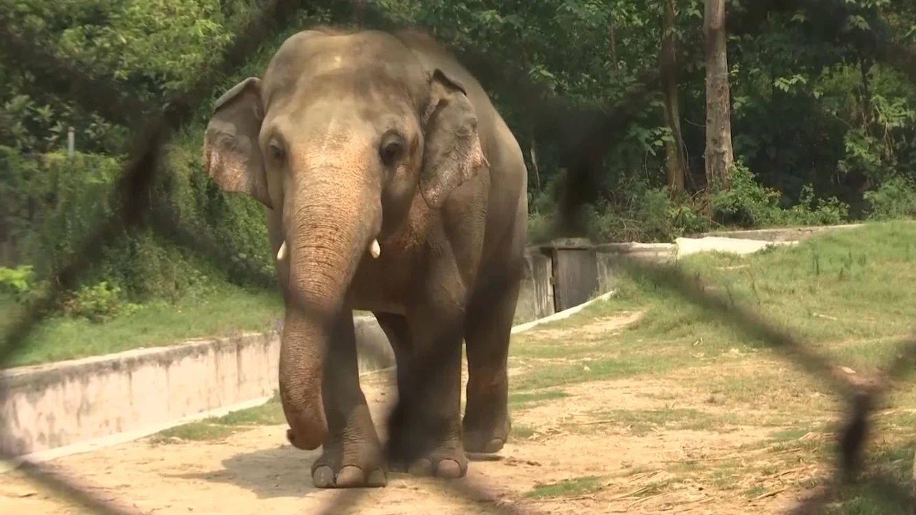 Kavaan nu a interacținat cu alt elefant din anul 2012 Sursă foto: Captură video