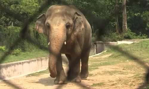 elefant jpeg