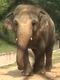 elefant jpeg