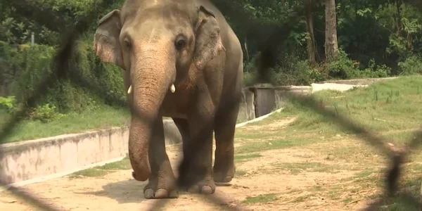 elefant jpeg