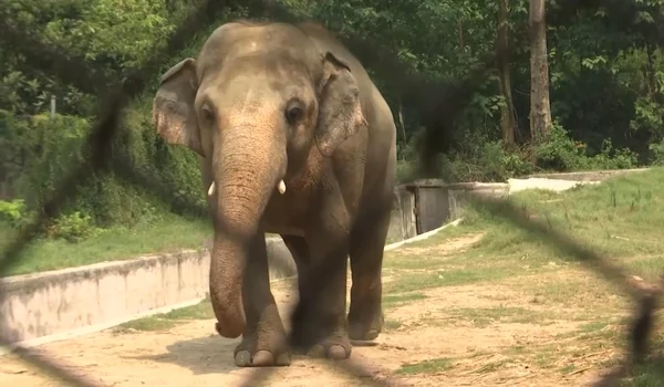 elefant jpeg