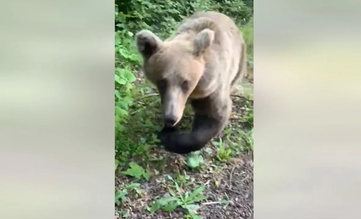 Momentul dinaintea atacului. Captură video: România Turistică