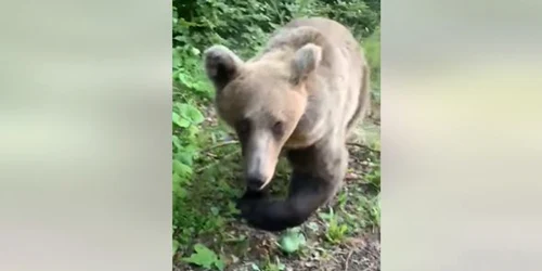 ursul bland care ataca