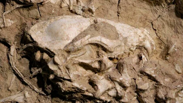 Craniu al unei vechi specii de câine FOTO phys.org