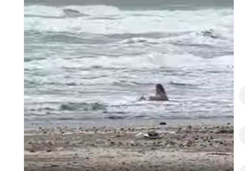 Femeie filmată în mare, la Mamaia, deși termometrele indicau doar 8 grade. Turista a făcut și plajă