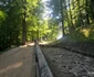 Saemizegetusa Regia  Foto Daniel Guță, ADEVĂRUL (10) jpg