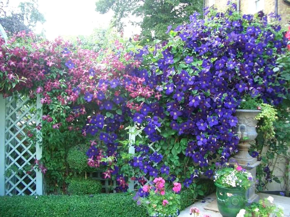 Cele mai frumoase flori căţărătoare: Clematis