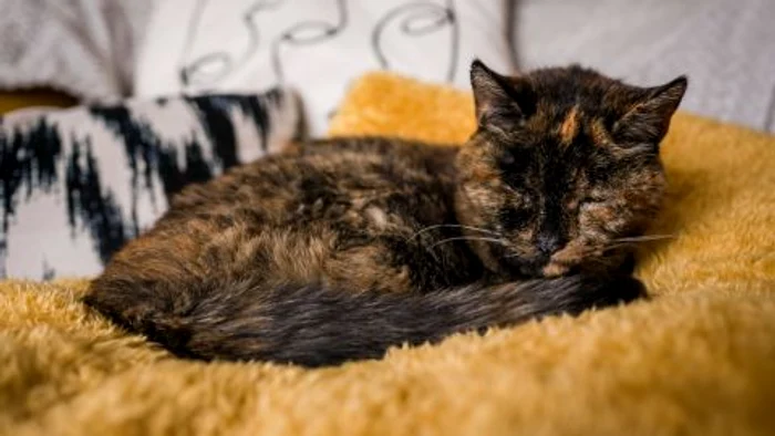 Foto: Cats Protection/Guinness World Records