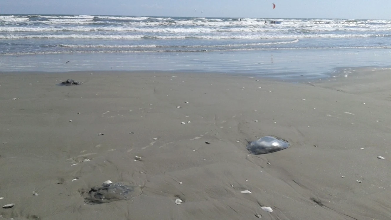 Invazie de meduze pe plaja din Mamaia la ţărmul Mării Negre Foto Sînziana Ionescu