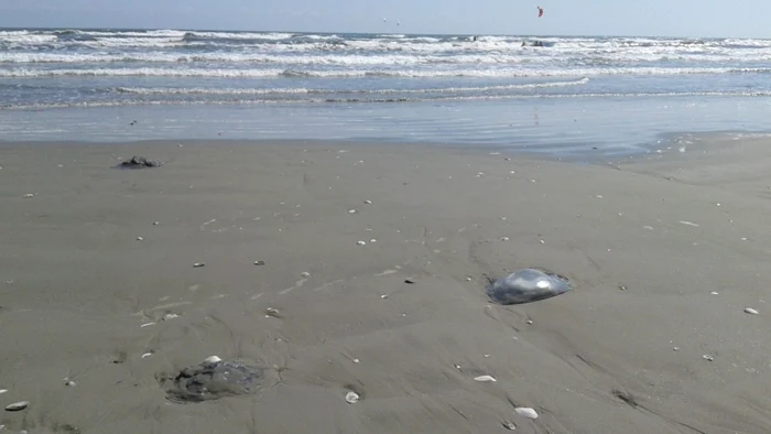 Invazie de meduze pe plaja din Mamaia la ţărmul Mării Negre Foto Sînziana Ionescu