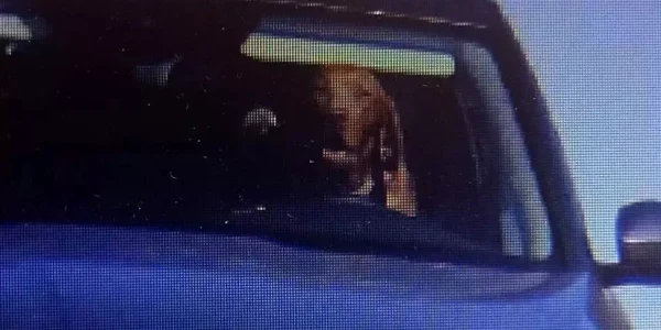 caine volan FOTO Politie Slovacia webp