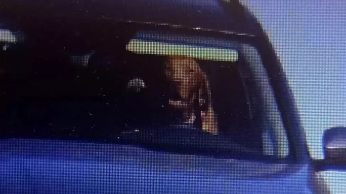 Momentul în care camera de supraveghere surprinde câinele la volan FOTO Poliția din Slovacia