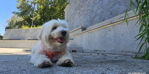 Bichon  Foto Daniel Guță (1) jpg
