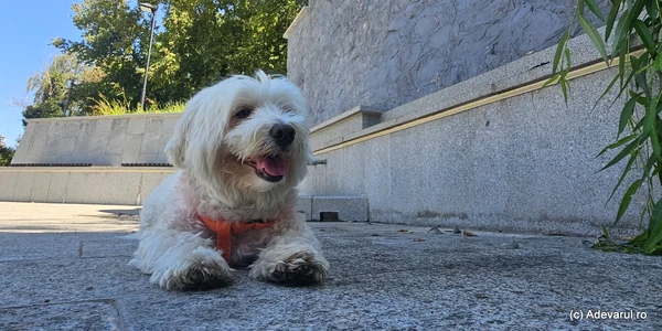 Bichon  Foto Daniel Guță (1) jpg