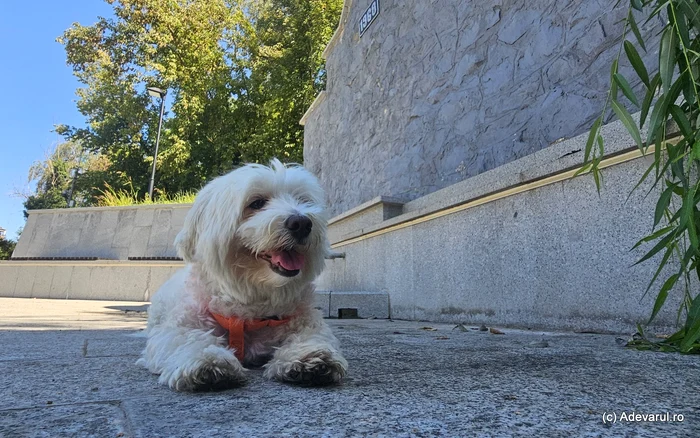 Bichon. Foto: Daniel Guță. ADEVĂRUL