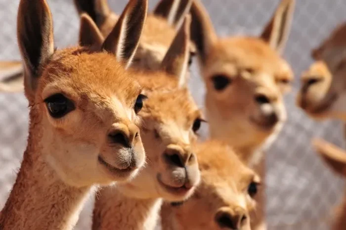 Vicuña, animal protejat  FOTO Shutterstock