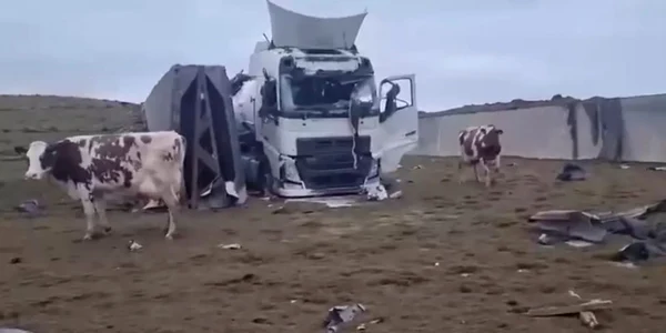 ferma vaci harkov lovita de bombe foto captura video