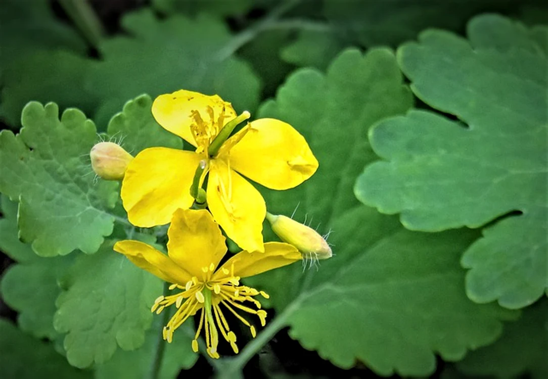
    Rostopasca este o plantă ce vine în ajutorul nostru pentru tratarea mai multor afecțiunifoto: pixabay.com  