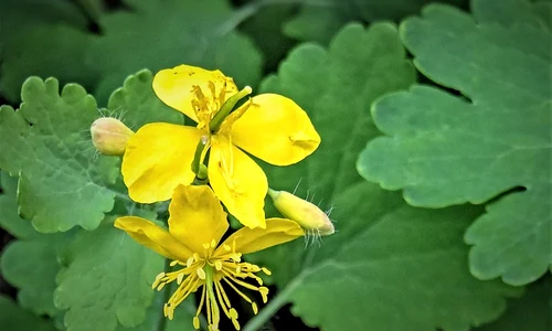 greater celandine 5208207 640 jpeg