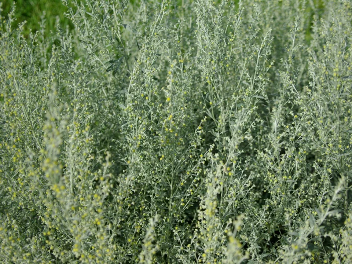 Pelinul, o plantă vindecătoare cu două tăişuri FOTO Adevărul