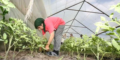 Agricultorii brăileni n-au fost prea îndrăzneţi în acest an. FOTO ADEVĂRUL