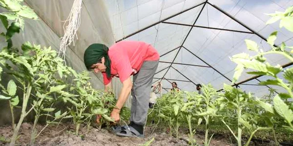 Agricultorii brăileni n-au fost prea îndrăzneţi în acest an. FOTO ADEVĂRUL