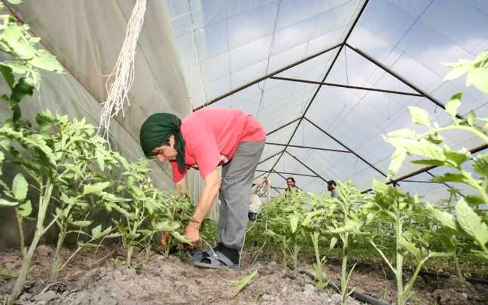 Agricultorii brăileni n-au fost prea îndrăzneţi în acest an. FOTO ADEVĂRUL