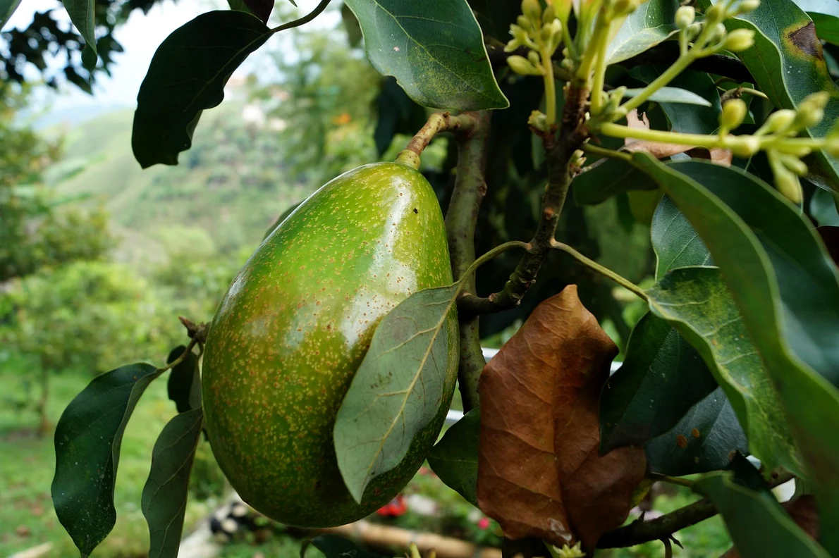 Avocado (foto: Pixabay)