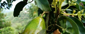 Avocado (foto: Pixabay)