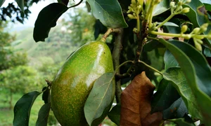 Avocado (foto: Pixabay)