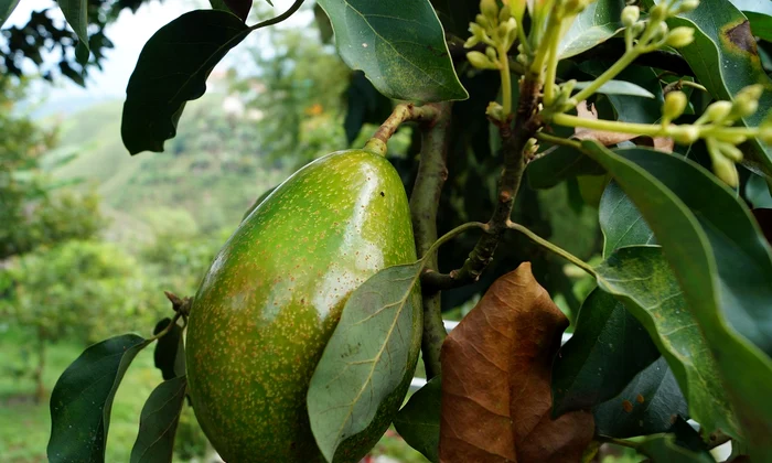 Avocado (foto: Pixabay)
