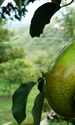 Avocado (foto: Pixabay)