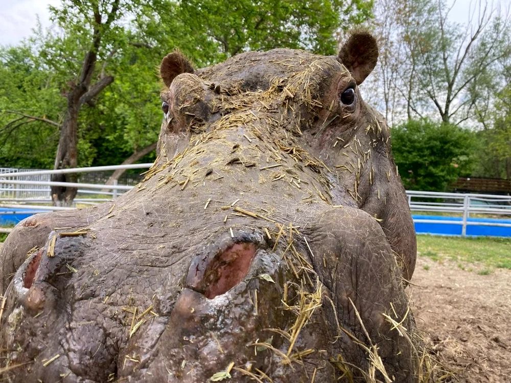 ImagineUnicul hipopotam din România se află la Călăraşi FOTO Complex de Agrement ZOO Călăraşi