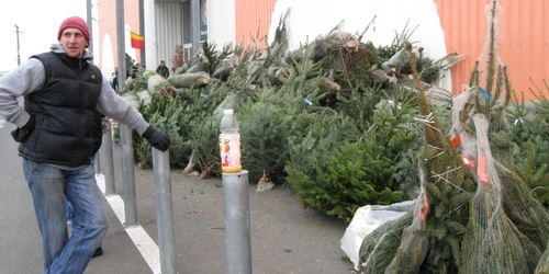 Pomii de Crăciun vor fi mult mai ieftini în acest an