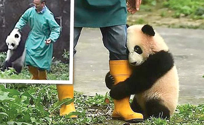 Liang Yue se agaţă tot timpul de piciorul îngrijitorului