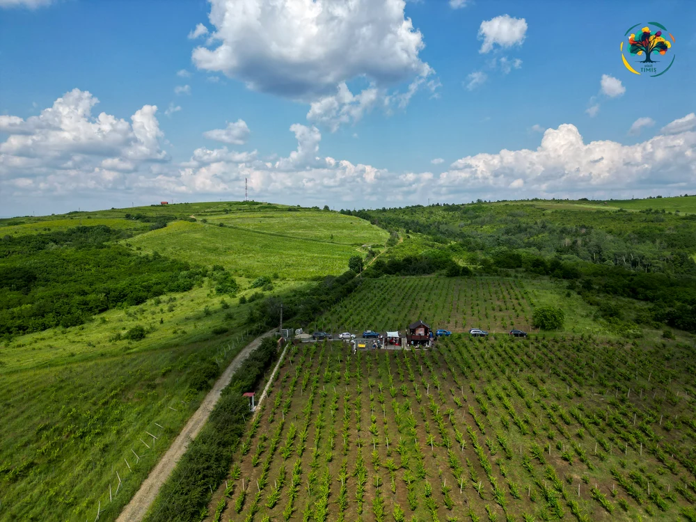 Drumul Vinului de la Silagiu FOTO Visit Timiș