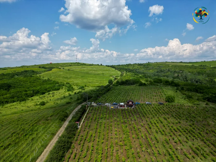 Drumul Vinului de la Silagiu FOTO Visit Timiș