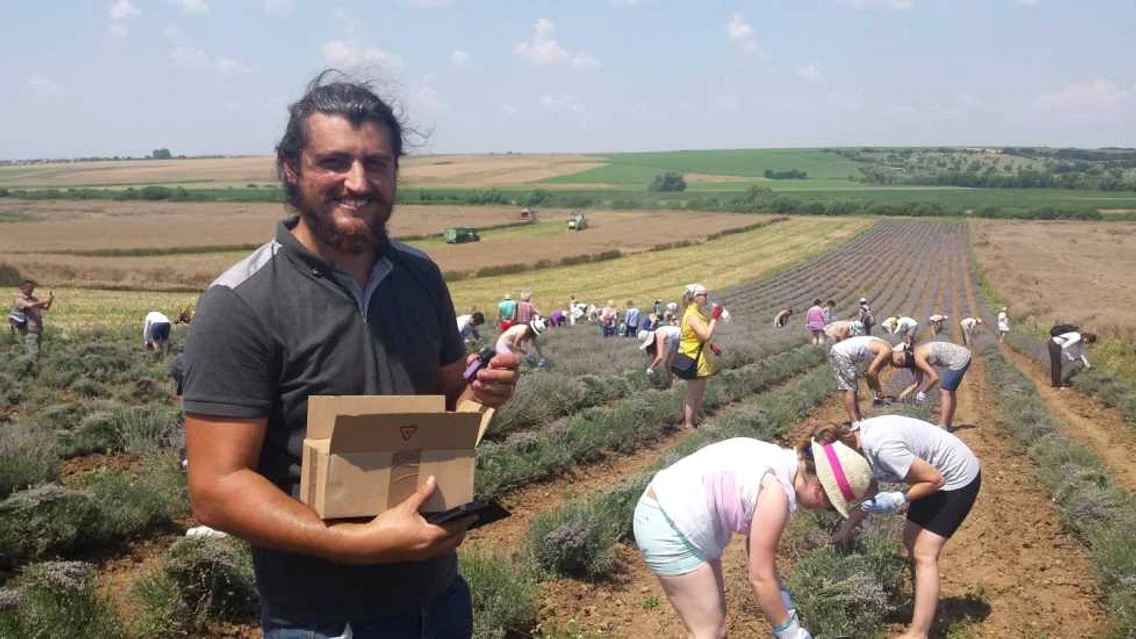 Tudor Panait în plantaţia de lavandă FOTO Ştefan Both