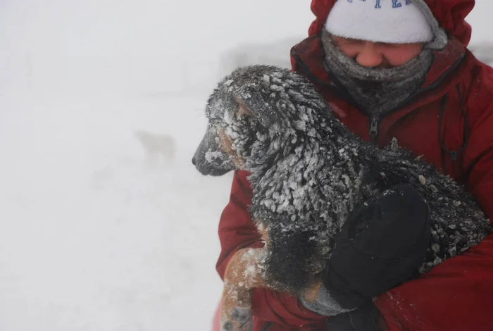 Câinii de la adapostul Glina (Foto: Asociatia A Doua Şansă/Facebook)